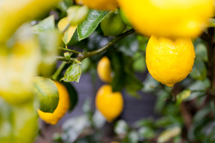 Prune Lemon Trees in Summer